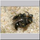 Oxybelus sp - Fliegenspiesswespe 03a falsche Paarung - OS-Hasbergen-Lehmhuegel.jpg